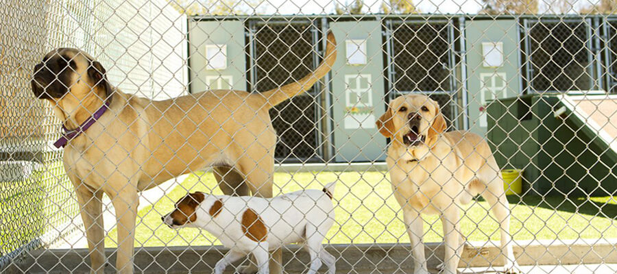 How to Support Local Dog Rescues and Shelters